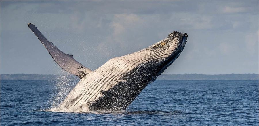 Baleine à bosse qui saute hors de l'eau